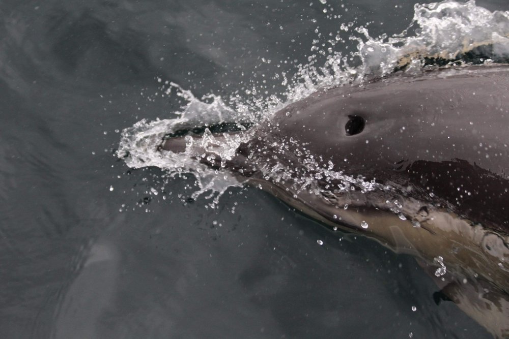 dolphin's eye close-up