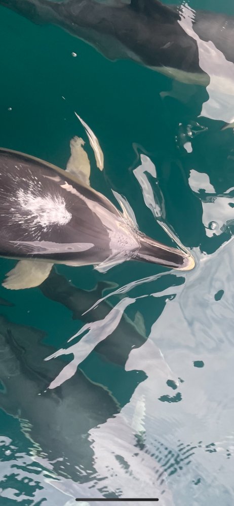 dolphins underwater