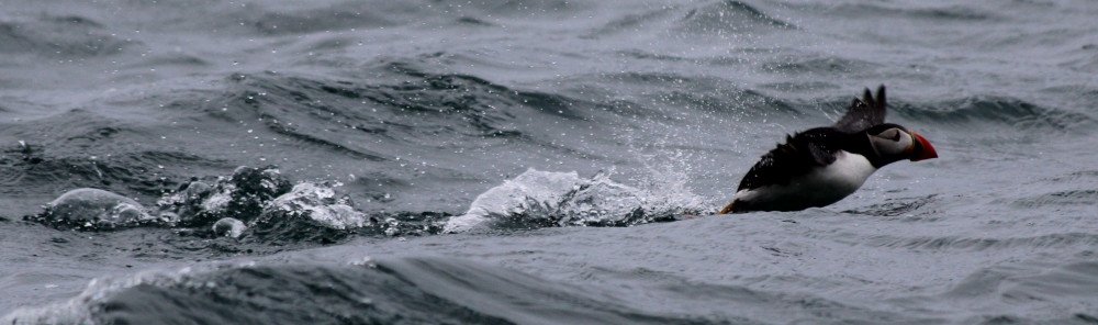 puffin taking flight