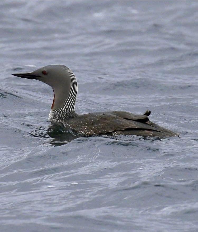 red throated diver