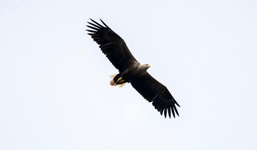 sea eagle soaring