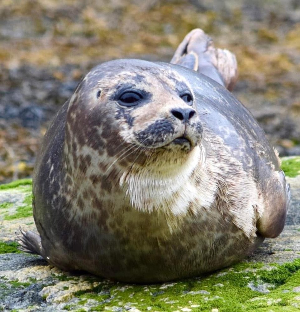 common seal close up