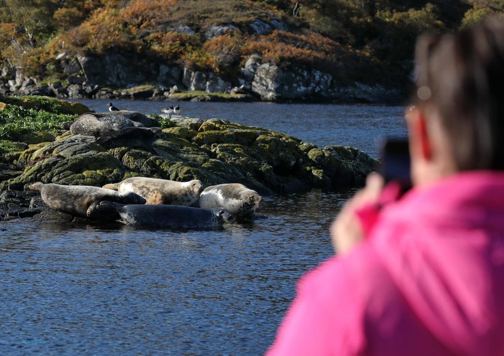 photographing common seals in Loch Roe