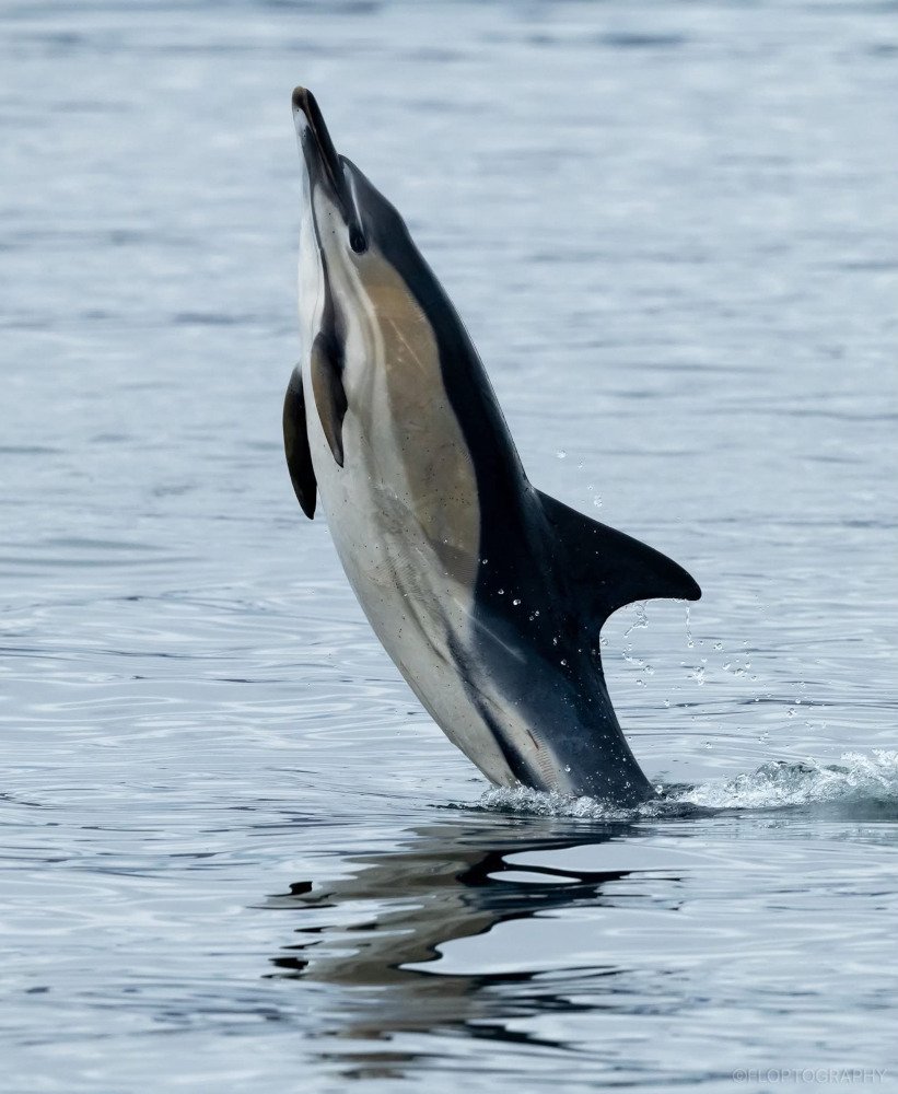 dolphin leaping vertically out of the sea