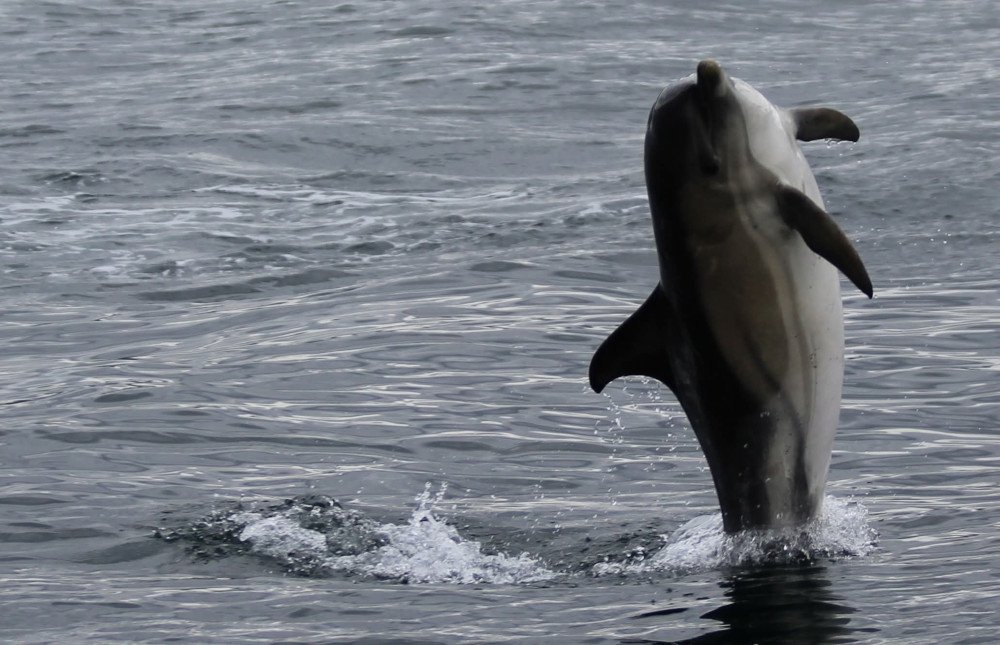 dolphin leaping vertically
